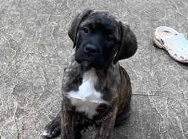 Make and female mastiff