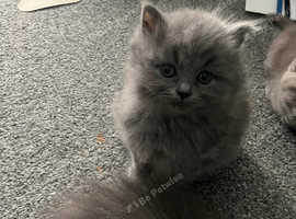 British short/longhair kittens READY NOW