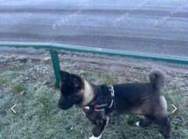 16 Week Old Cute Fluffy Akita Puppy in Birmingham B25 on Freeads