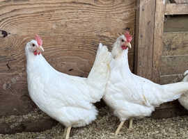 Fertile eggs for sale
