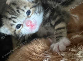 Bengal mix kittens