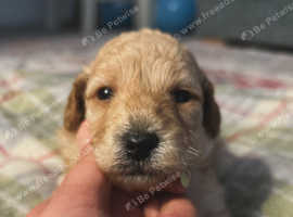 1 Apricot Girl F2b TOY Cavapoo