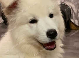 Stunning KC Registered White Swiss Shepherd Male Puppy