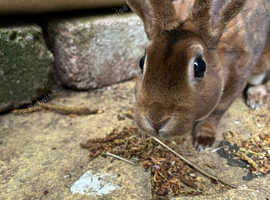 Young Female Mini Rex