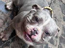 Exotic pocket 2025 bully for sale