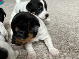 3 Jack Russell puppies for sale