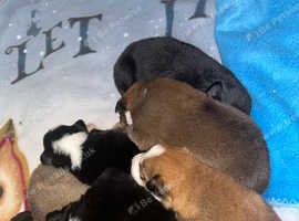 WelshXColliepups****READY TO GO****