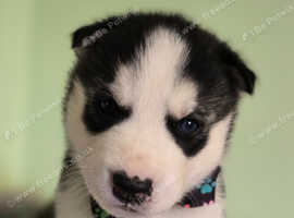 Siberian husky for 2024 sale near me