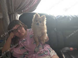 Male Pomeranian 6 1/2 month old