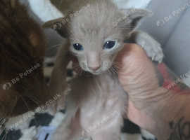 Rare Fawn oriental baby boy.