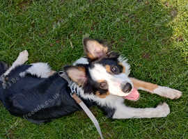 6 month border collie boy