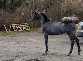 Stunning grey Arabian  yearling colt very well bred