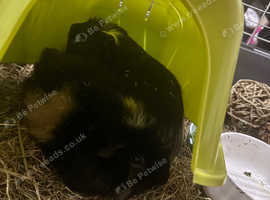 Guinea pigs pair of males for rehoming