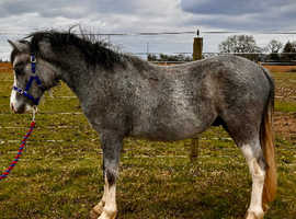Welsh Section A Gelding Rising 2 y/o