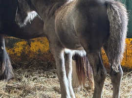Beautiful cob colt
