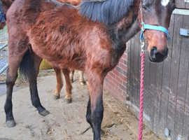 Irish Sports Horse