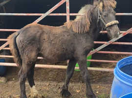 Black filly foal to make 15+