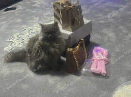 Rehome 2yr old cat and 6yr old cat