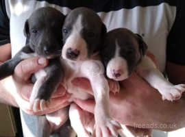 Whippet Dogs And Puppies For Sale And Rehome In Scotland Find