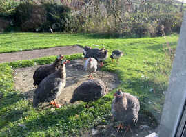 Guinea Fowl eggs for hatching