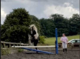 SHOWJUMPING, TEENS DREAM - PERFECT MOTHER DAUGHTER SHARE , 11 years , 14HH