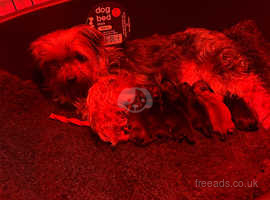 Yorkshire terrier x Pomeranian puppy's