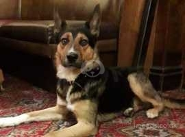 German Shepherd cross with Collie for rehoming