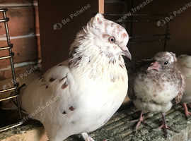 Young beautiful birds