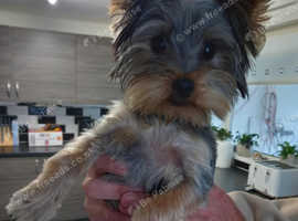 Yorkshire Terrier
