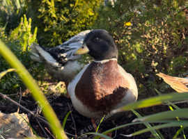 Mallard Call Drake (Drake)