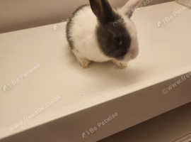 4 x baby bunnies ready next week