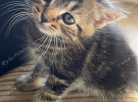 Kittens for sale