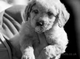 8x labradoodle puppies for sale