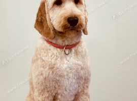Australian labradoodle for sale