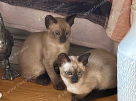 Tonkinese 1st Gen Female Kittens