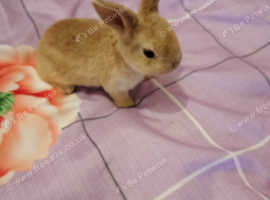 Beautiful Brown Baby Bunny 8 Weeks Old