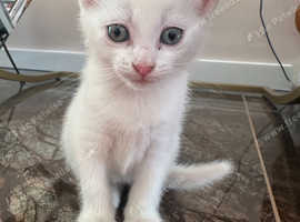 Calico/Turkish Van