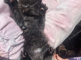 Black Male kitten