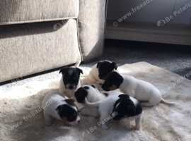 Jack Russel puppies for sale