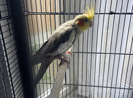 Tame pair of cinnamon cockatiels available