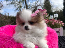 Gorgeous fluffy Pomeranian with rare coloring !!!