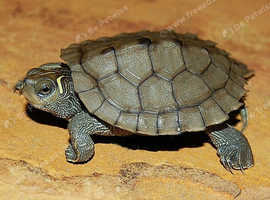 2x Mississippi map turtles