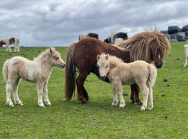 Miniature Shetland foal