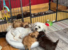 Shih tzu puppies