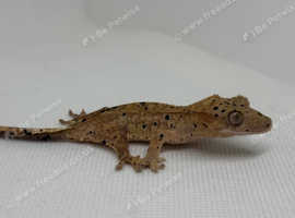 Baby crested gecko- dalmatian