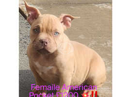 American Micro puppies