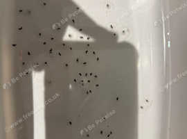 Axolotl eggs