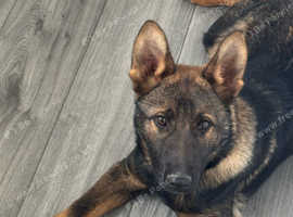 Beautiful German Shepherd