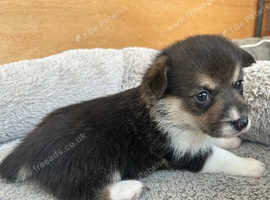 KC Registered. Extensively DNA tested Clear, female tri coloured Pembroke Corgi