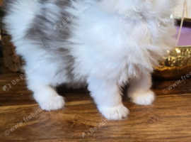 Persian x ragdoll kittens